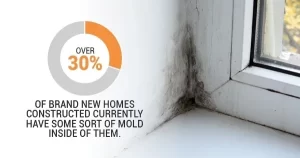 4 FAQs The Importance of Mold Cleanup and Prevention