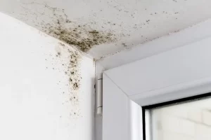 4 Hidden Places to Check For Mold