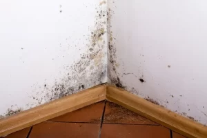 Mold Clean Up: 4 Mistakes You Need to Avoid