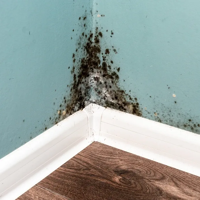 Nationwide Flooding Causing Mold Issues For U.S. Homeowners