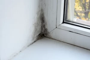 Water Damage And Mold Inside Your Home Avoid These 5 Mistakes