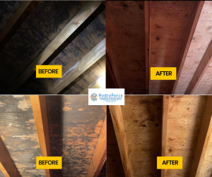 Mold Remediation in attic plywood before and after