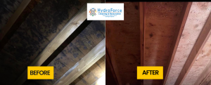 Steps to Remove Mold from Plywood in the Attic