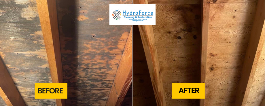 Steps to Remove Mold from Plywood in the Attic