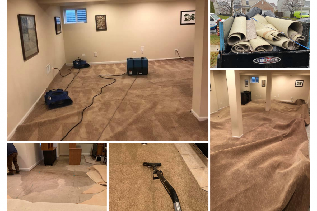 Mold Removal from Carpet by Hydroforce Cleaning and Restoration