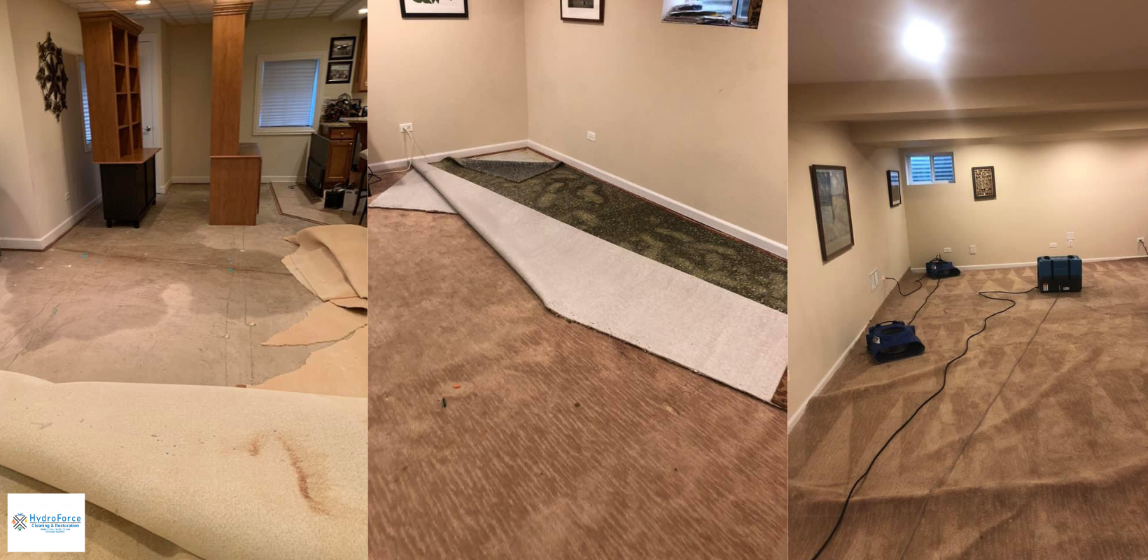 How to Tell If Your Carpets Have Been Affected By Mold? 
