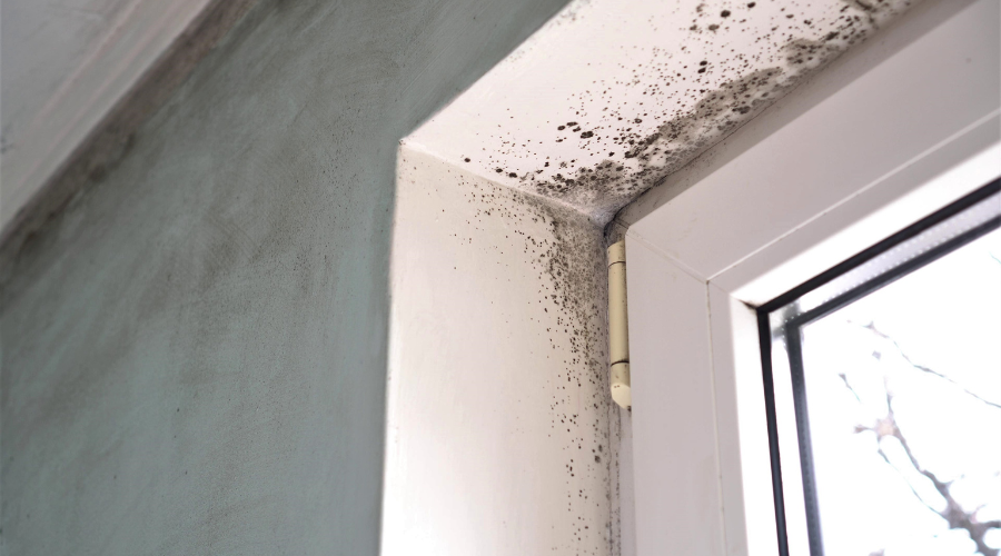 mold in the corner of a window
