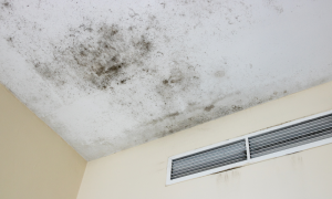 Mold at the Ceiling