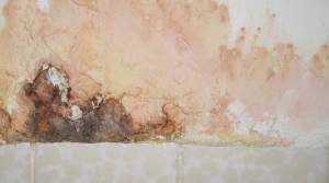 Pink Mold in Shower