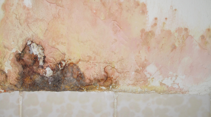 Pink Mold in Shower