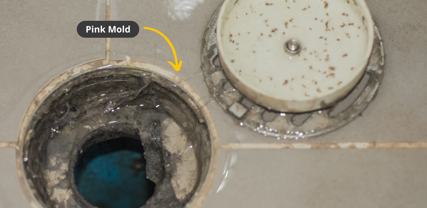 Pink Mold on Drain - HydroForce Cleaning & Restoration