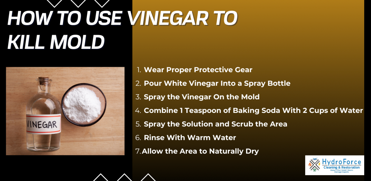 Is Bleach or Vinegar Better for Killing Mold?
