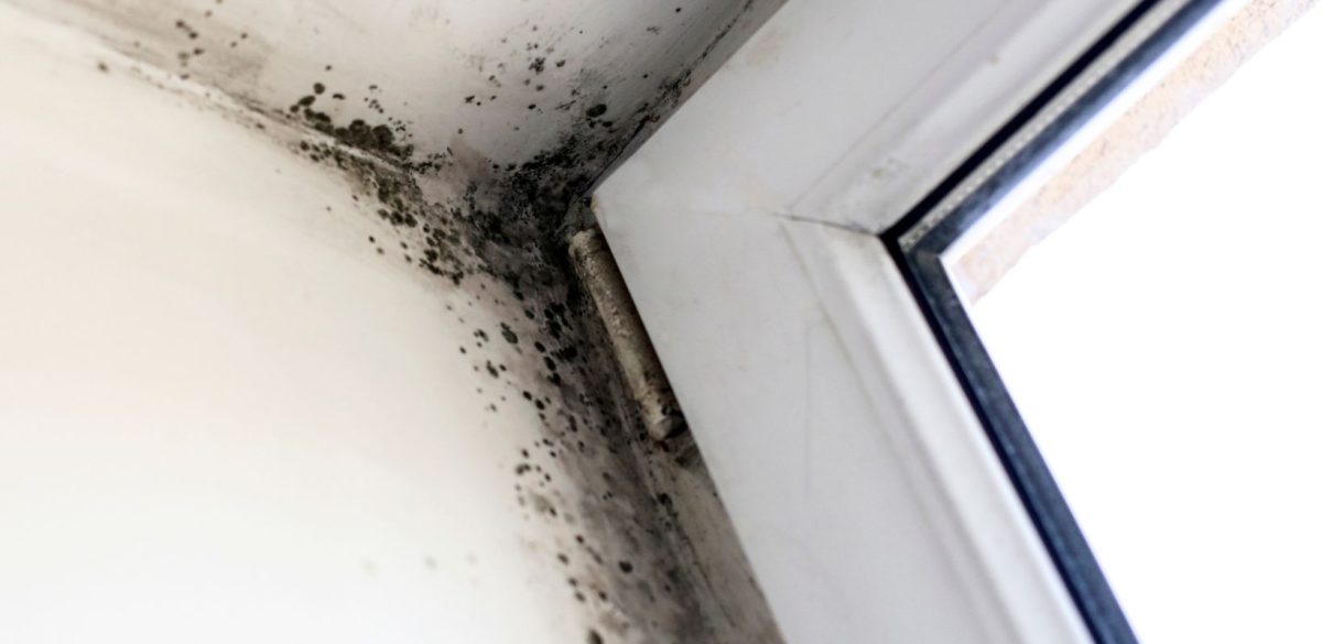 Hydrogen Peroxide to Kill Mold - HydroForce