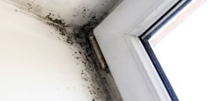 Hydrogen Peroxide to Kill Mold - HydroForce