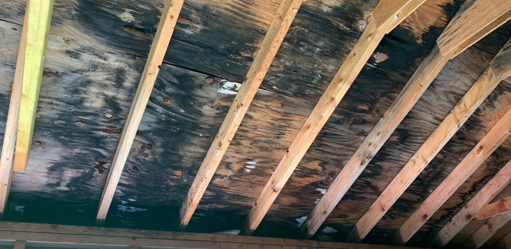 How to Remove Mold from Wood Surfaces: Step-By-Step Guide