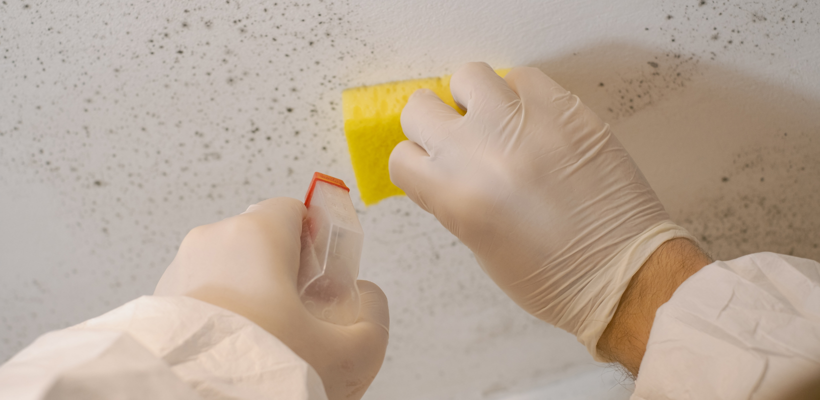 How to Naturally Kill Mold - HydroForce Cleaning and Restoration