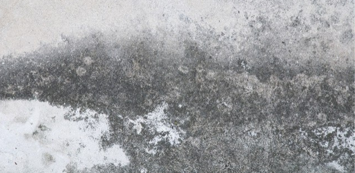 Mold on concrete - HydroForce Cleaning and restoration
