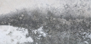 Mold on concrete - HydroForce Cleaning and restoration