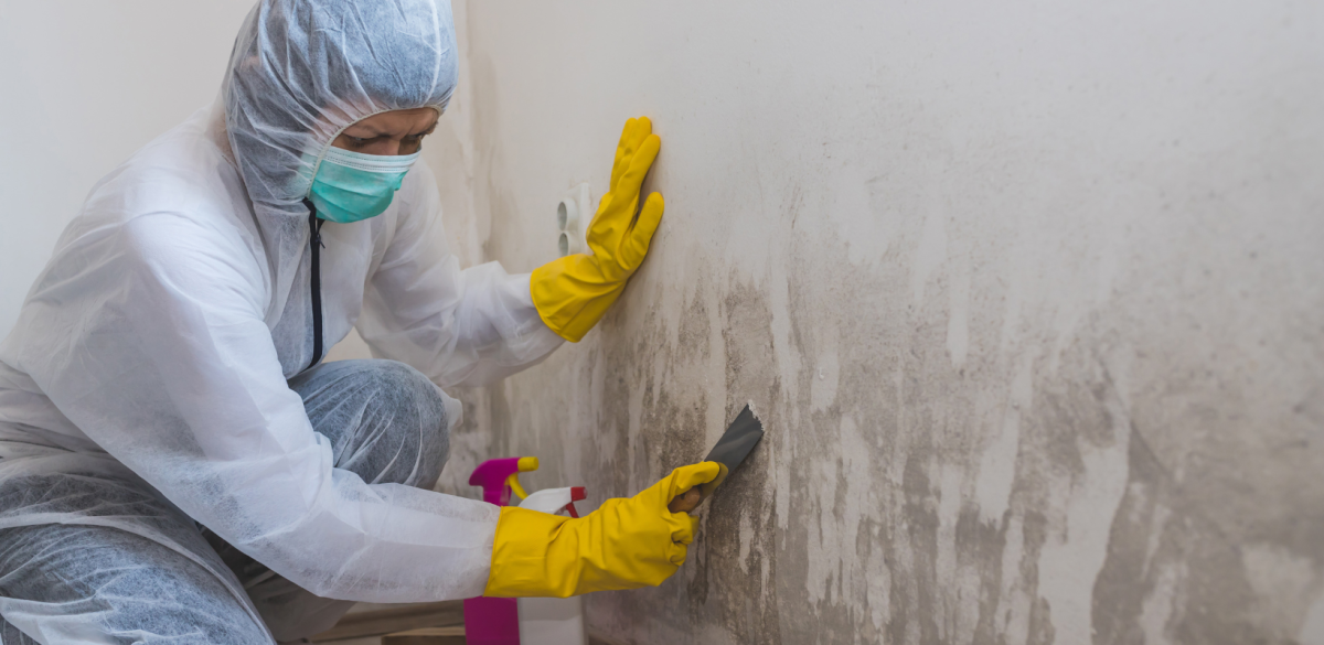 Mold Remediation vs. Mold Removal - HydroForce Cleaning and Restoration