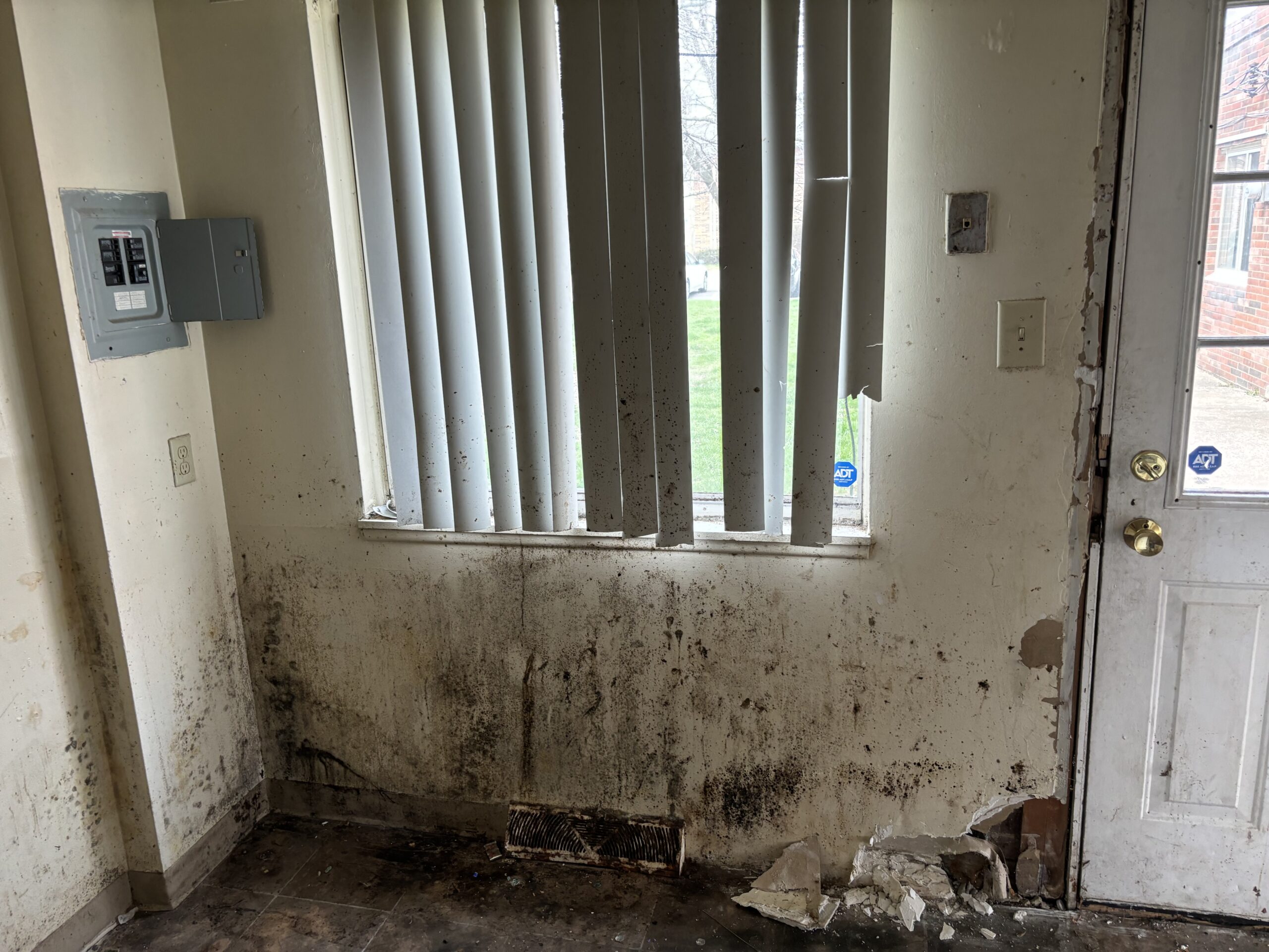 Mold Remediation in Hickory Hills, IL - HydroForce Cleaning and Restoration
